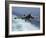 An EA-6B Prowler Lands Aboard the Aircraft Carrier USS John C. Stennis-Stocktrek Images-Framed Photographic Print