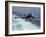 An EA-6B Prowler Lands Aboard the Aircraft Carrier USS John C. Stennis-Stocktrek Images-Framed Photographic Print