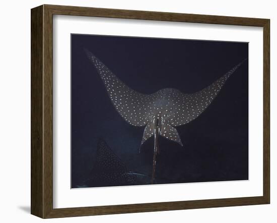 An Eagle Ray in Flight, Cocos Island, Costa Rica-Stocktrek Images-Framed Photographic Print
