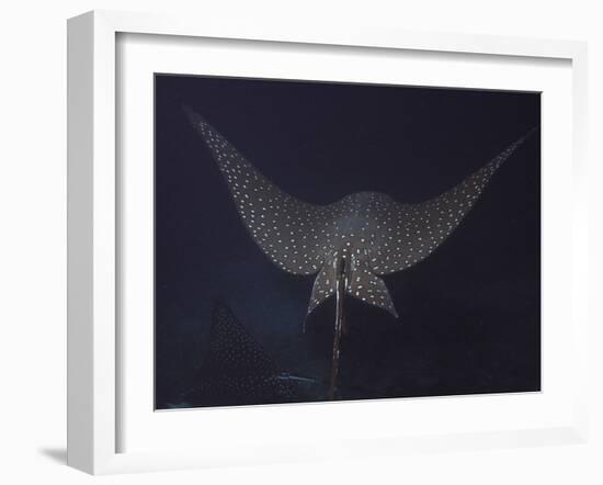 An Eagle Ray in Flight, Cocos Island, Costa Rica-Stocktrek Images-Framed Photographic Print