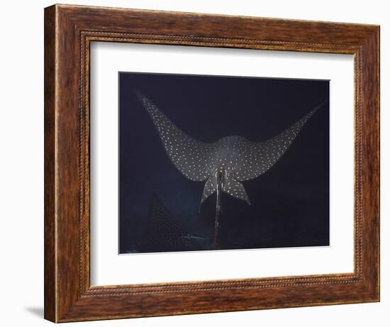 An Eagle Ray in Flight, Cocos Island, Costa Rica-Stocktrek Images-Framed Photographic Print