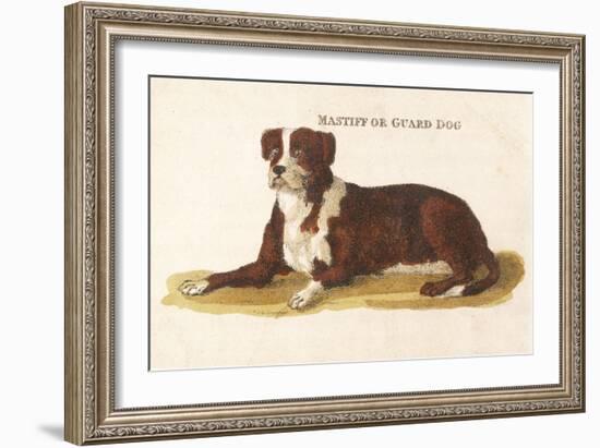 An Early British Mastiff a Breed Which at This Time was Mainly Used as a Guard-null-Framed Art Print