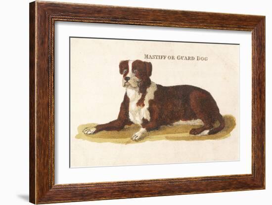 An Early British Mastiff a Breed Which at This Time was Mainly Used as a Guard-null-Framed Art Print