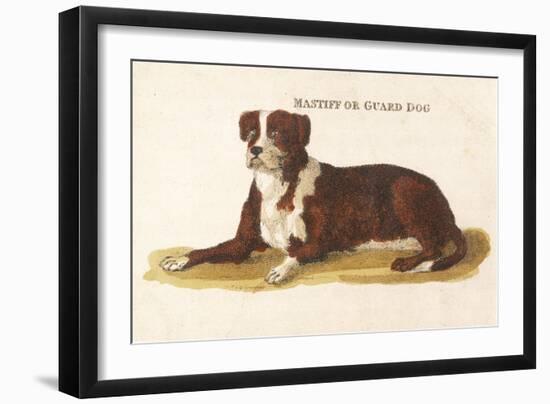 An Early British Mastiff a Breed Which at This Time was Mainly Used as a Guard-null-Framed Art Print