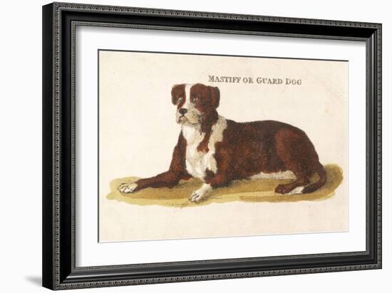 An Early British Mastiff a Breed Which at This Time was Mainly Used as a Guard-null-Framed Art Print