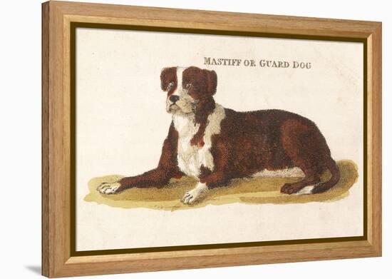 An Early British Mastiff a Breed Which at This Time was Mainly Used as a Guard-null-Framed Stretched Canvas