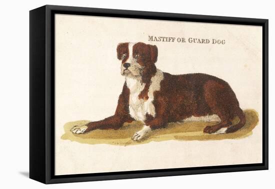 An Early British Mastiff a Breed Which at This Time was Mainly Used as a Guard-null-Framed Stretched Canvas