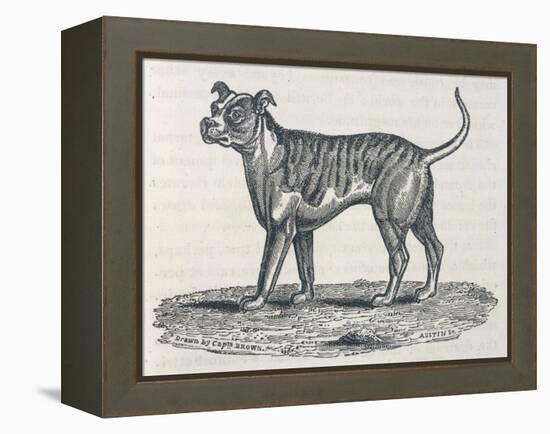 An Early Engraving of a Bulldog-null-Framed Stretched Canvas