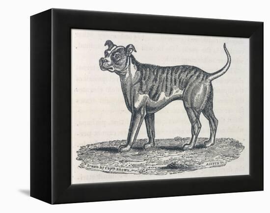 An Early Engraving of a Bulldog-null-Framed Stretched Canvas