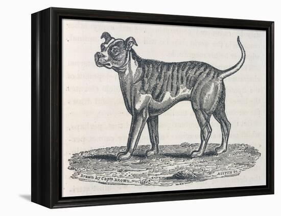 An Early Engraving of a Bulldog-null-Framed Stretched Canvas