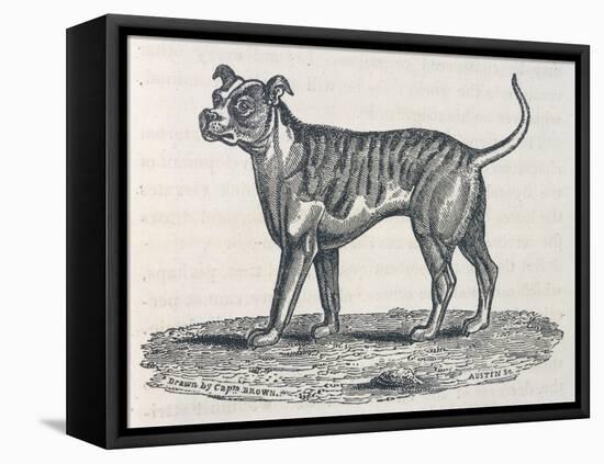 An Early Engraving of a Bulldog-null-Framed Stretched Canvas