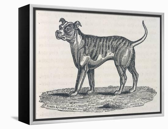 An Early Engraving of a Bulldog-null-Framed Stretched Canvas