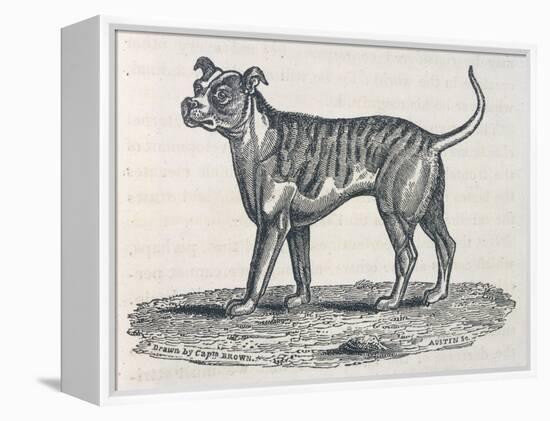 An Early Engraving of a Bulldog-null-Framed Stretched Canvas