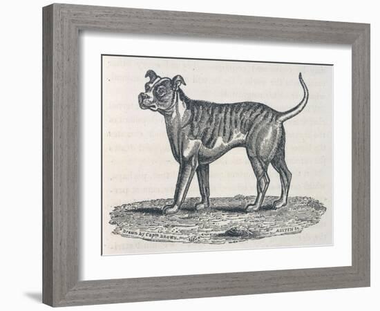 An Early Engraving of a Bulldog-null-Framed Art Print