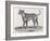 An Early Engraving of a Bulldog-null-Framed Art Print