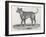 An Early Engraving of a Bulldog-null-Framed Art Print