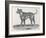 An Early Engraving of a Bulldog-null-Framed Art Print