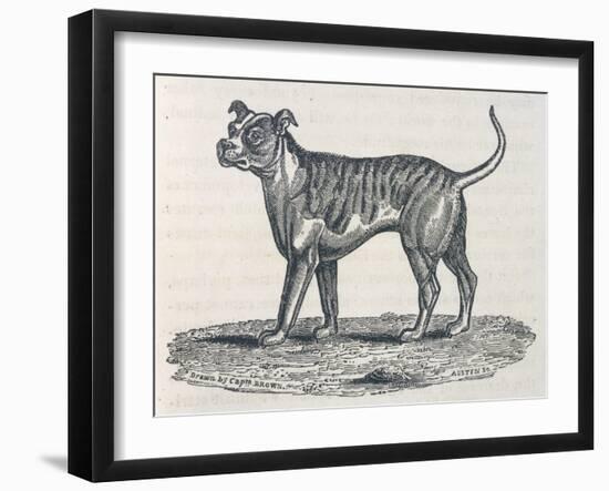 An Early Engraving of a Bulldog-null-Framed Art Print