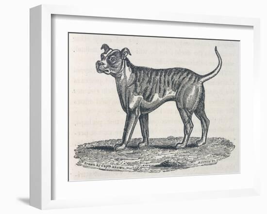 An Early Engraving of a Bulldog-null-Framed Art Print