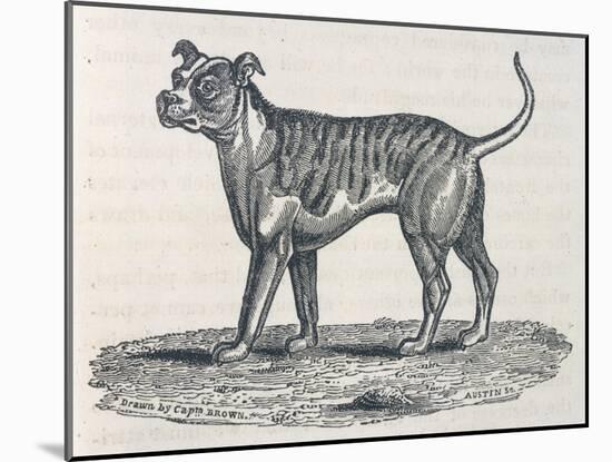 An Early Engraving of a Bulldog-null-Mounted Art Print