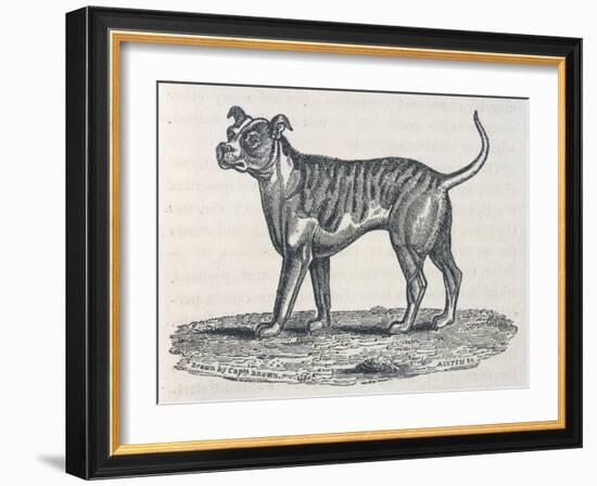 An Early Engraving of a Bulldog-null-Framed Art Print