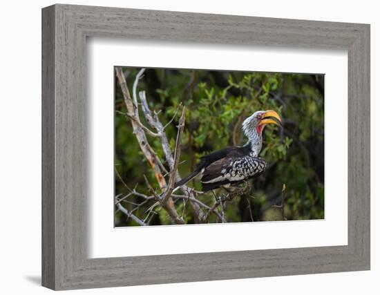 An eastern yellow-billed hornbill, Tockus flavirostris, perching in the Okavango Delta. Botswana.-Sergio Pitamitz-Framed Photographic Print