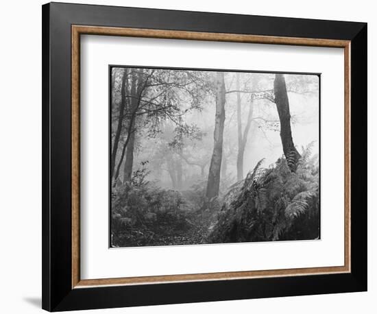 An Eerie Misty Wood with Ferns Near Esher Common Surrey England-null-Framed Photographic Print