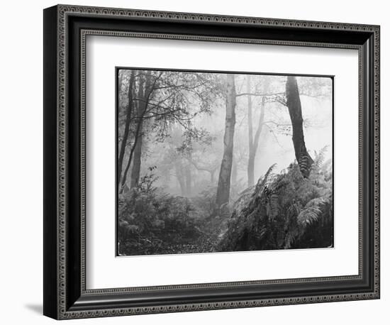 An Eerie Misty Wood with Ferns Near Esher Common Surrey England-null-Framed Photographic Print