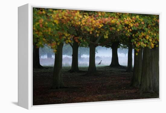 An Egyptian Goose, Alopochen Aegyptiaca, in London's Richmond Park-Alex Saberi-Framed Premier Image Canvas