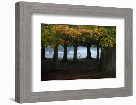 An Egyptian Goose, Alopochen Aegyptiaca, in London's Richmond Park-Alex Saberi-Framed Photographic Print