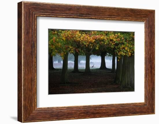 An Egyptian Goose, Alopochen Aegyptiaca, in London's Richmond Park-Alex Saberi-Framed Photographic Print