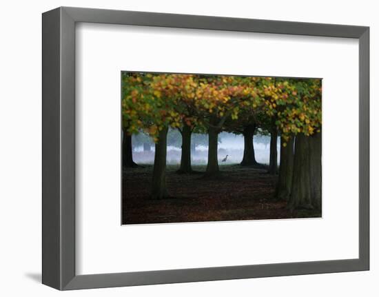 An Egyptian Goose, Alopochen Aegyptiaca, in London's Richmond Park-Alex Saberi-Framed Photographic Print