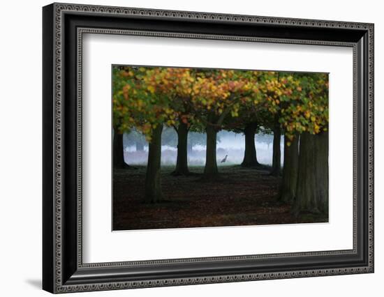 An Egyptian Goose, Alopochen Aegyptiaca, in London's Richmond Park-Alex Saberi-Framed Photographic Print