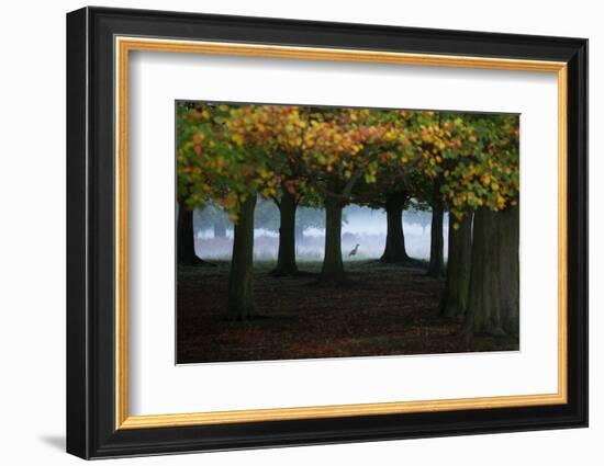 An Egyptian Goose, Alopochen Aegyptiaca, in London's Richmond Park-Alex Saberi-Framed Photographic Print