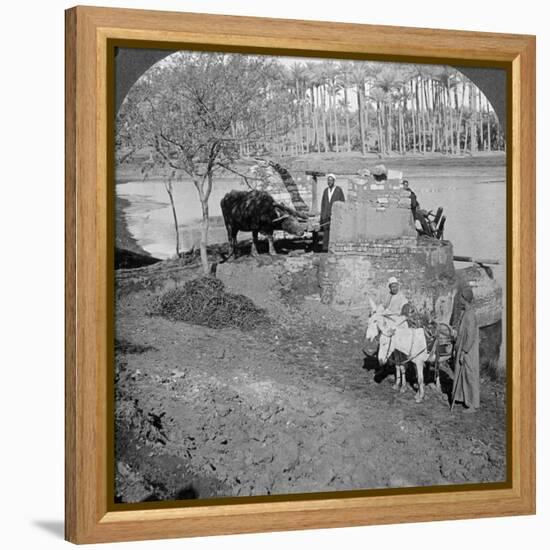 An Egyptian Sakieh, or Ox-Driven Bucket Pump, Egypt, 1905-Underwood & Underwood-Framed Premier Image Canvas