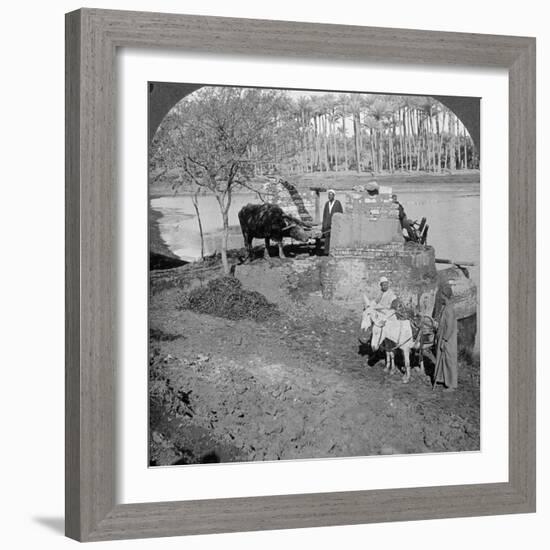 An Egyptian Sakieh, or Ox-Driven Bucket Pump, Egypt, 1905-Underwood & Underwood-Framed Photographic Print