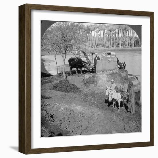 An Egyptian Sakieh, or Ox-Driven Bucket Pump, Egypt, 1905-Underwood & Underwood-Framed Photographic Print