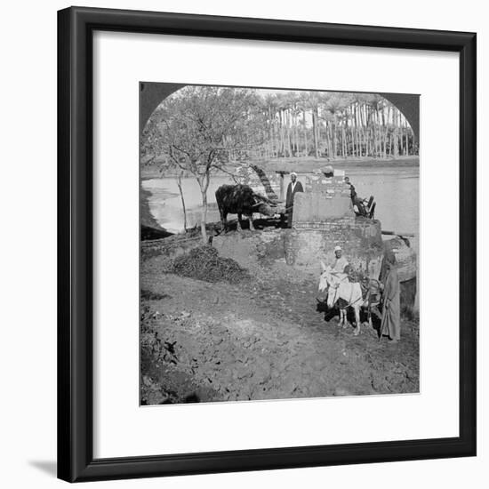 An Egyptian Sakieh, or Ox-Driven Bucket Pump, Egypt, 1905-Underwood & Underwood-Framed Photographic Print