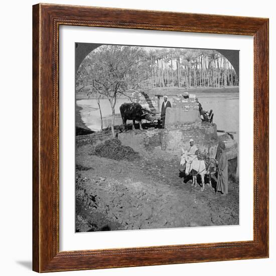 An Egyptian Sakieh, or Ox-Driven Bucket Pump, Egypt, 1905-Underwood & Underwood-Framed Photographic Print