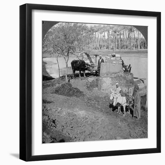 An Egyptian Sakieh, or Ox-Driven Bucket Pump, Egypt, 1905-Underwood & Underwood-Framed Photographic Print