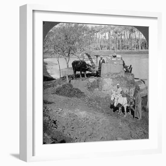 An Egyptian Sakieh, or Ox-Driven Bucket Pump, Egypt, 1905-Underwood & Underwood-Framed Photographic Print