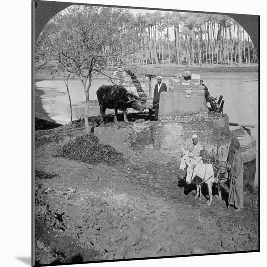 An Egyptian Sakieh, or Ox-Driven Bucket Pump, Egypt, 1905-Underwood & Underwood-Mounted Photographic Print