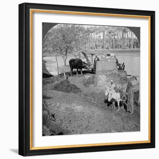 An Egyptian Sakieh, or Ox-Driven Bucket Pump, Egypt, 1905-Underwood & Underwood-Framed Photographic Print