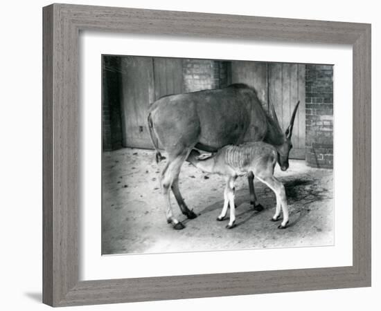 An Eland Antelope Feeding its Young at London Zoo, 1920-Frederick William Bond-Framed Photographic Print