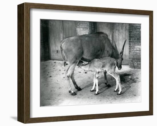 An Eland Antelope Feeding its Young at London Zoo, 1920-Frederick William Bond-Framed Photographic Print