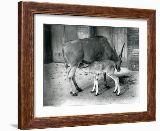 An Eland Antelope Feeding its Young at London Zoo, 1920-Frederick William Bond-Framed Photographic Print