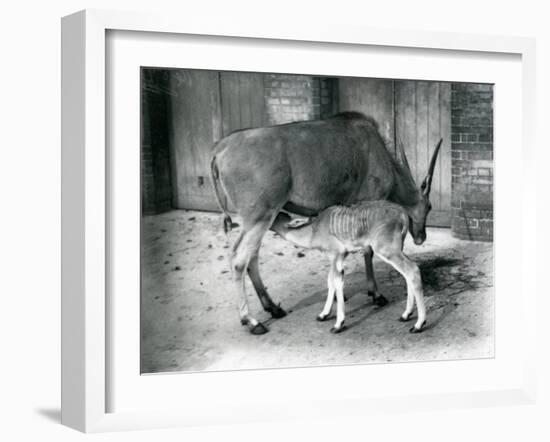 An Eland Antelope Feeding its Young at London Zoo, 1920-Frederick William Bond-Framed Photographic Print