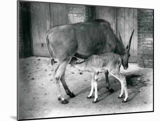 An Eland Antelope Feeding its Young at London Zoo, 1920-Frederick William Bond-Mounted Photographic Print