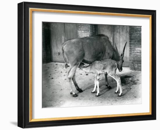 An Eland Antelope Feeding its Young at London Zoo, 1920-Frederick William Bond-Framed Photographic Print