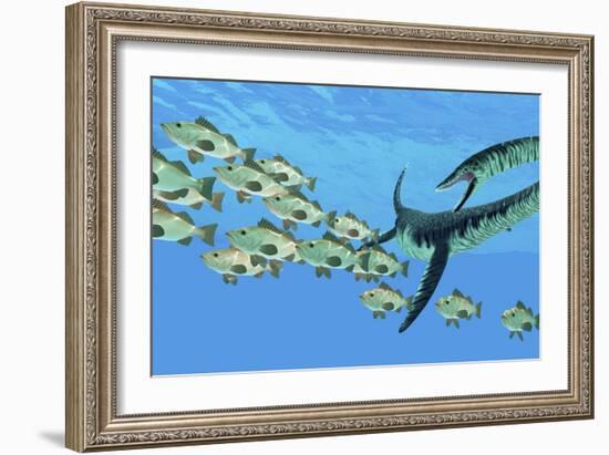 An Elasmosaurus Hunts a School of Bocaccio Fish-Stocktrek Images-Framed Art Print